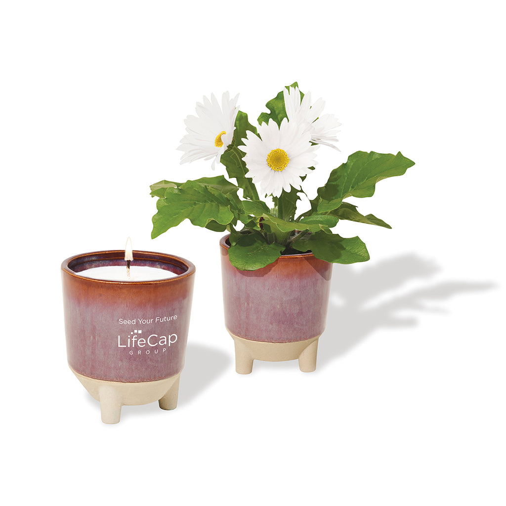 Modern Sprout Burgundy Wildflower with Daisy Seeds Glow & Grow Live Well Gift Set