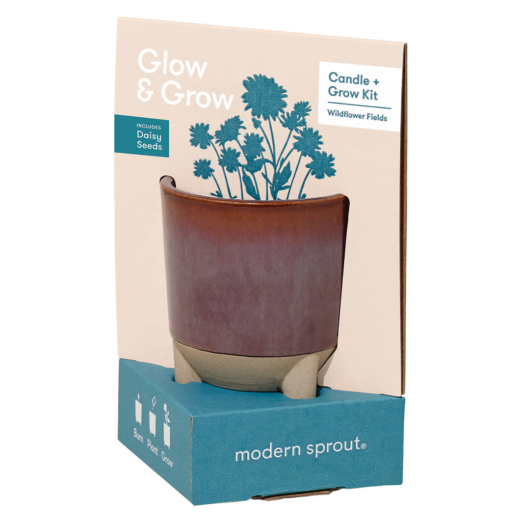 Modern Sprout Burgundy Wildflower with Daisy Seeds Glow & Grow Live Well Gift Set